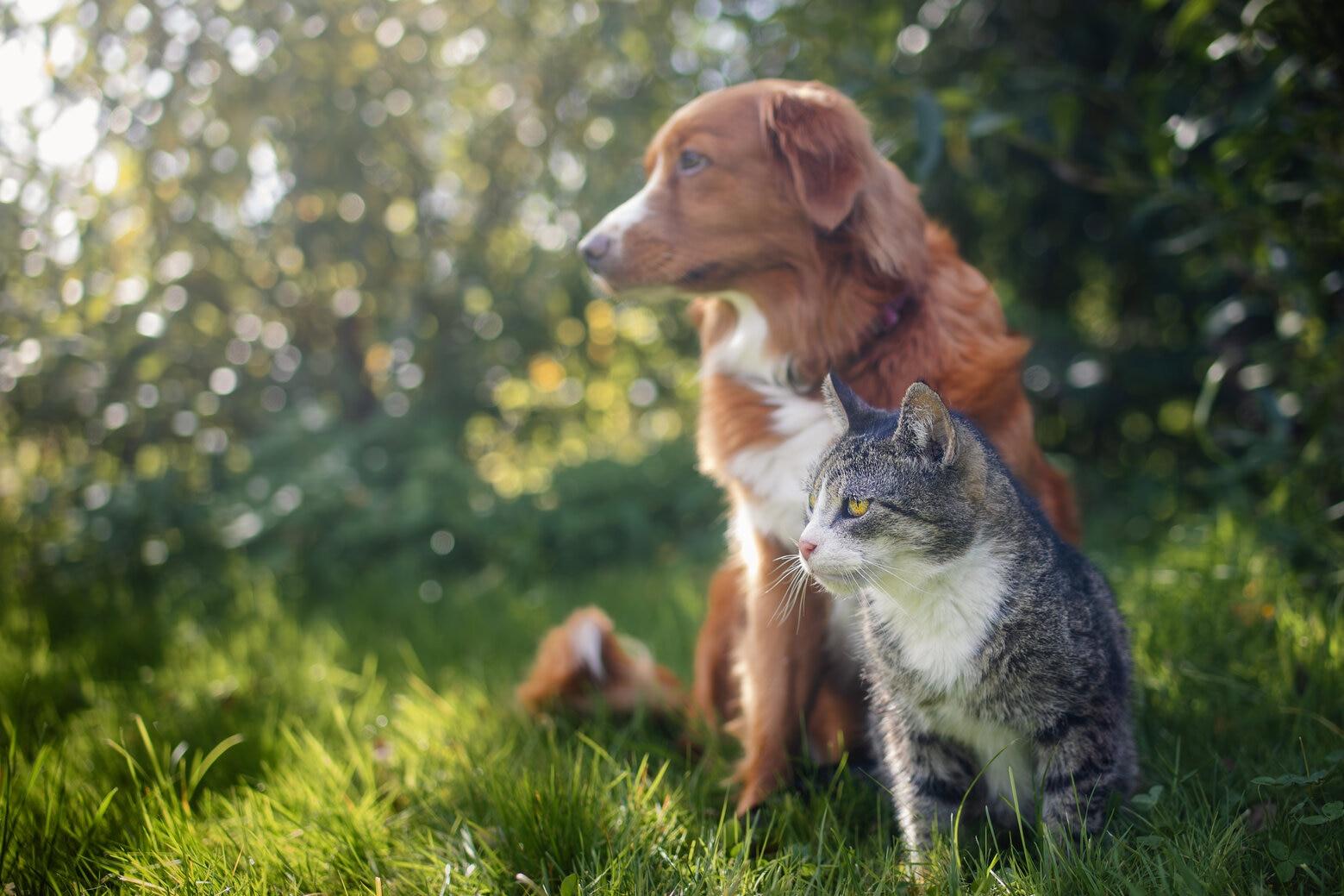 Paw-sitive Steps: Your Guide to Eco-Friendly Pet Care