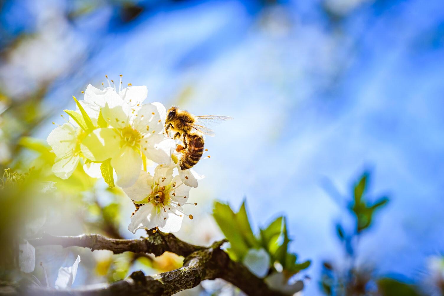 The Vital Role of Bees in Our Ecosystem