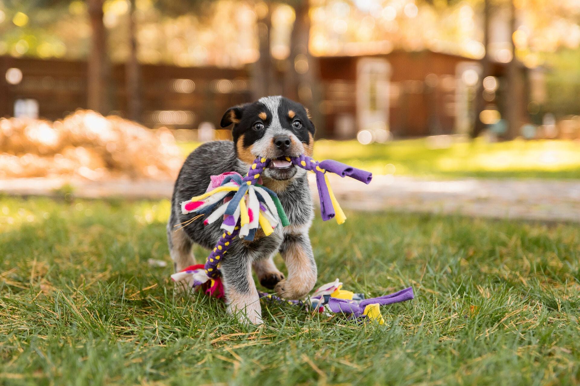 Create Eco-Friendly Pet Toys from Household Items