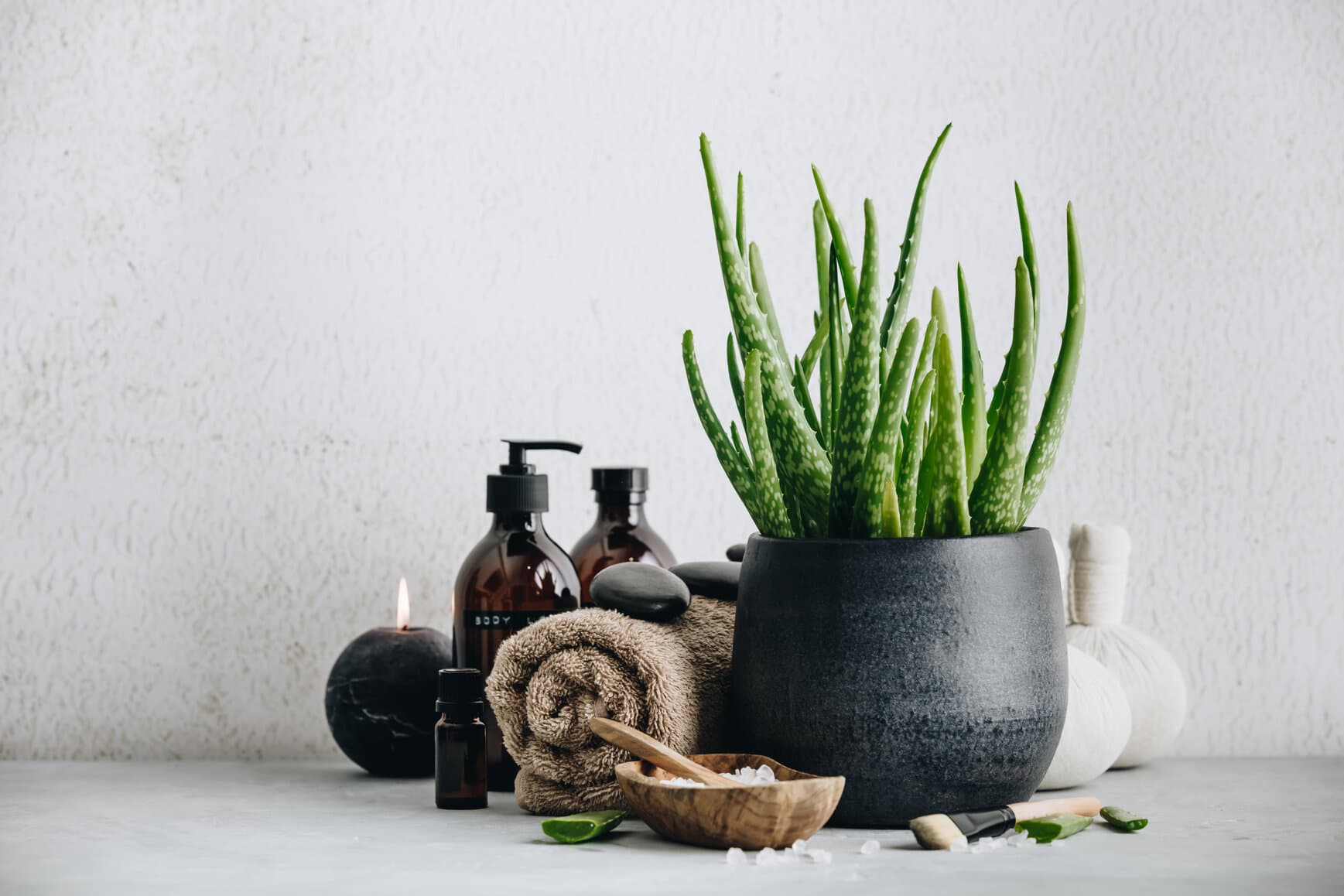 Aloe Vera: Nature's Gift to Your Skin and Home